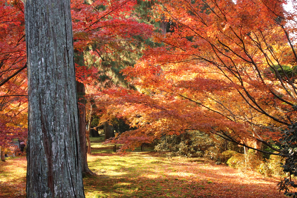 往生極楽院前の紅葉