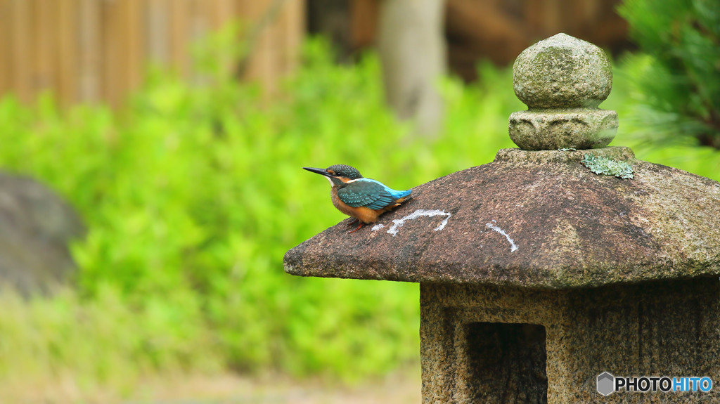 石灯籠とカワセミ