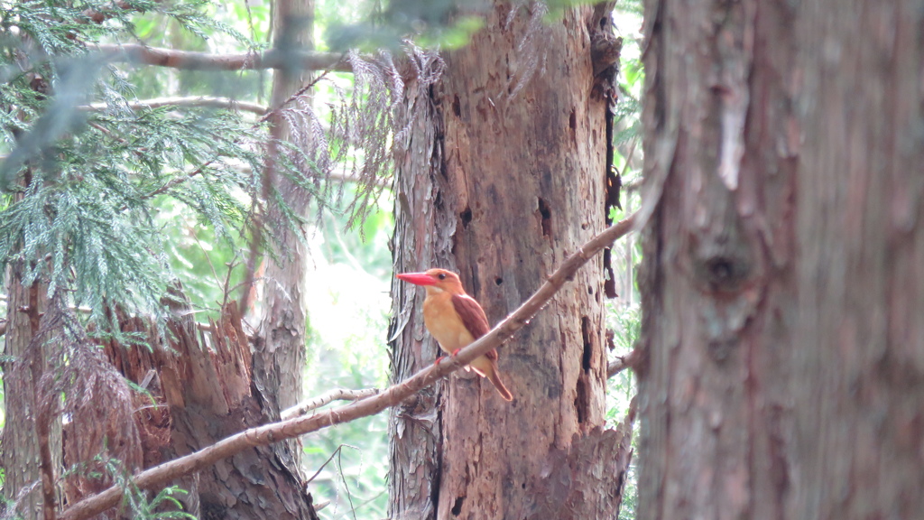 アカショウビン