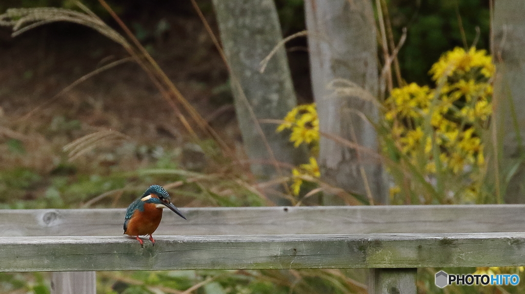 獲物はいないか