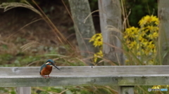 獲物はいないか