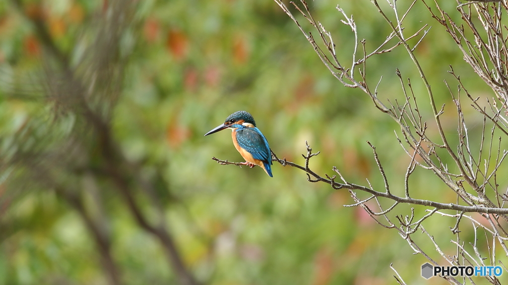 魚は居ないかな３