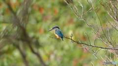 魚は居ないかな３