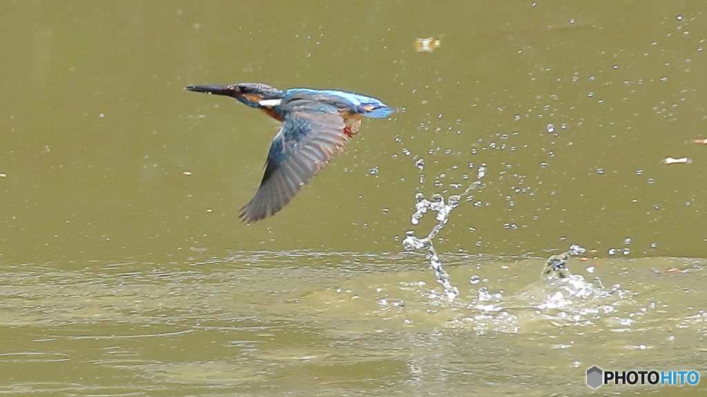 パパカワの行水