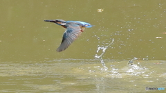 パパカワの行水