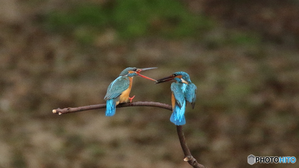 求愛給餌ならず３