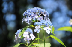 紫陽花８