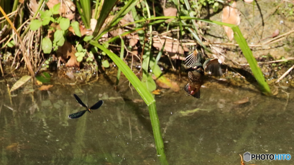 トンボとランデブー