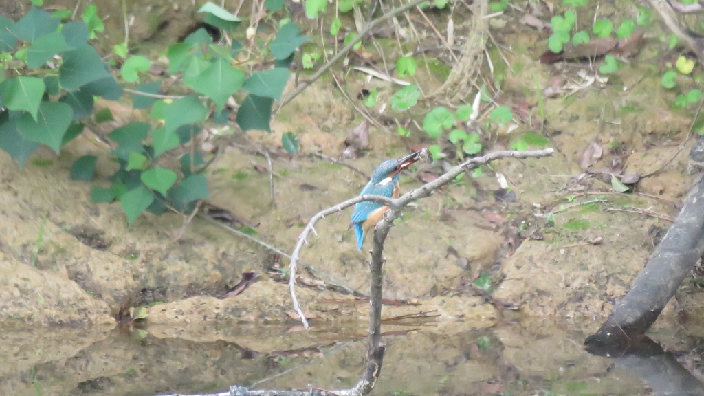 早く独り立ちして　ご飯探すのも大変なんだから　byママ