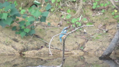 早く独り立ちして　ご飯探すのも大変なんだから　byママ