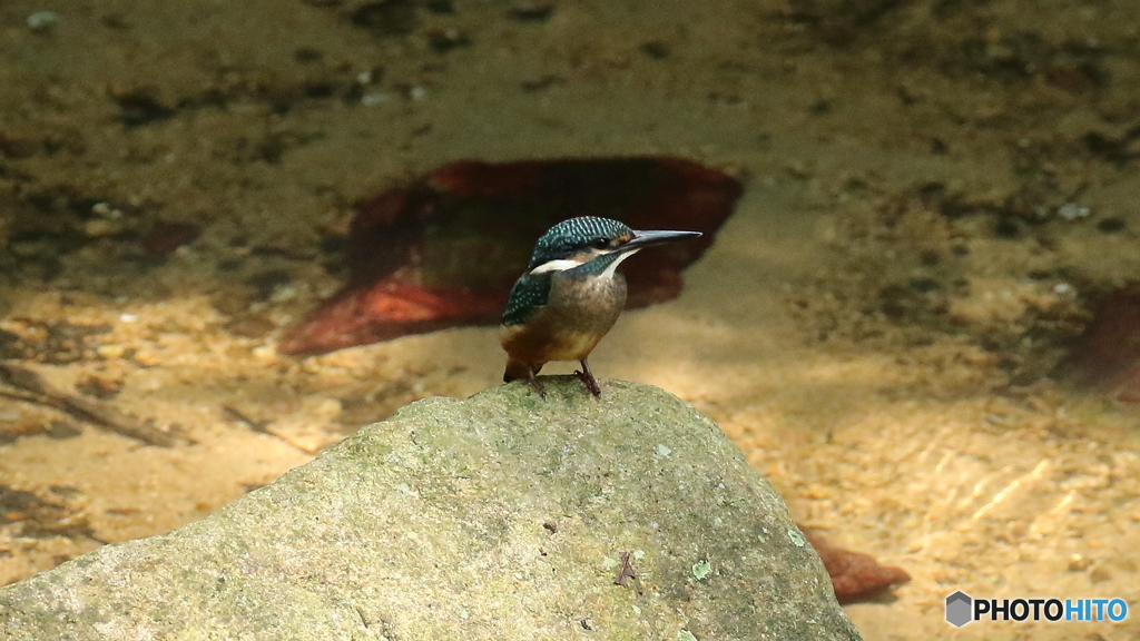 エビ捕りの場所で