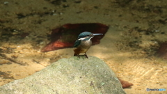 エビ捕りの場所で