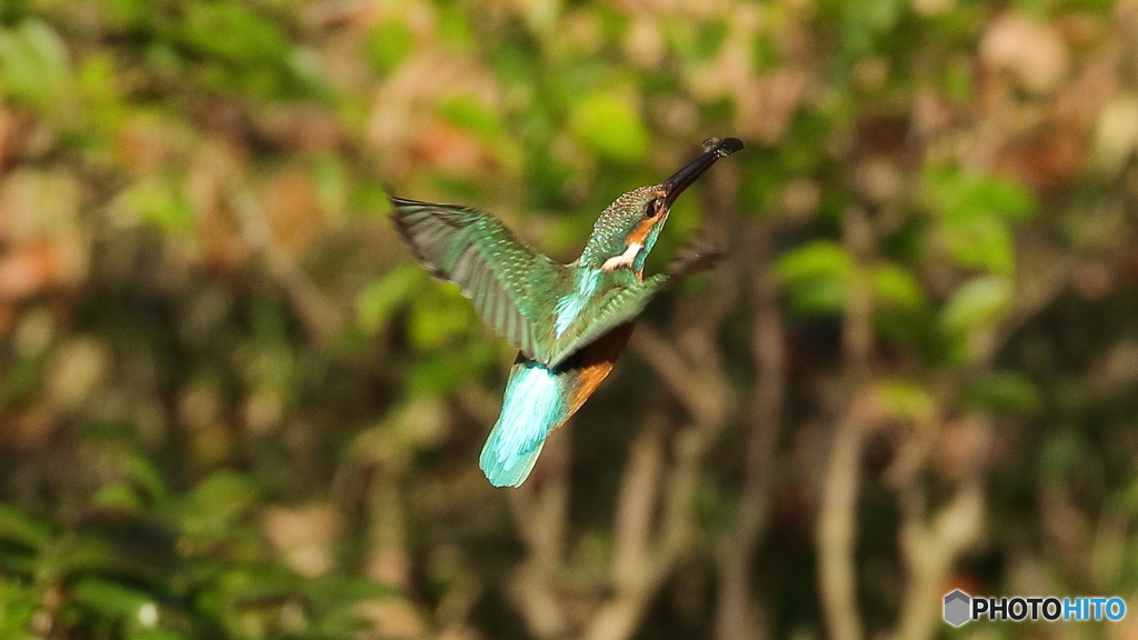 久々の庭園でのカワセミ