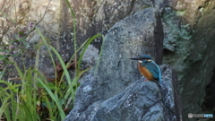 岩の上で一休み１