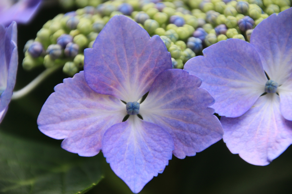 額紫陽花