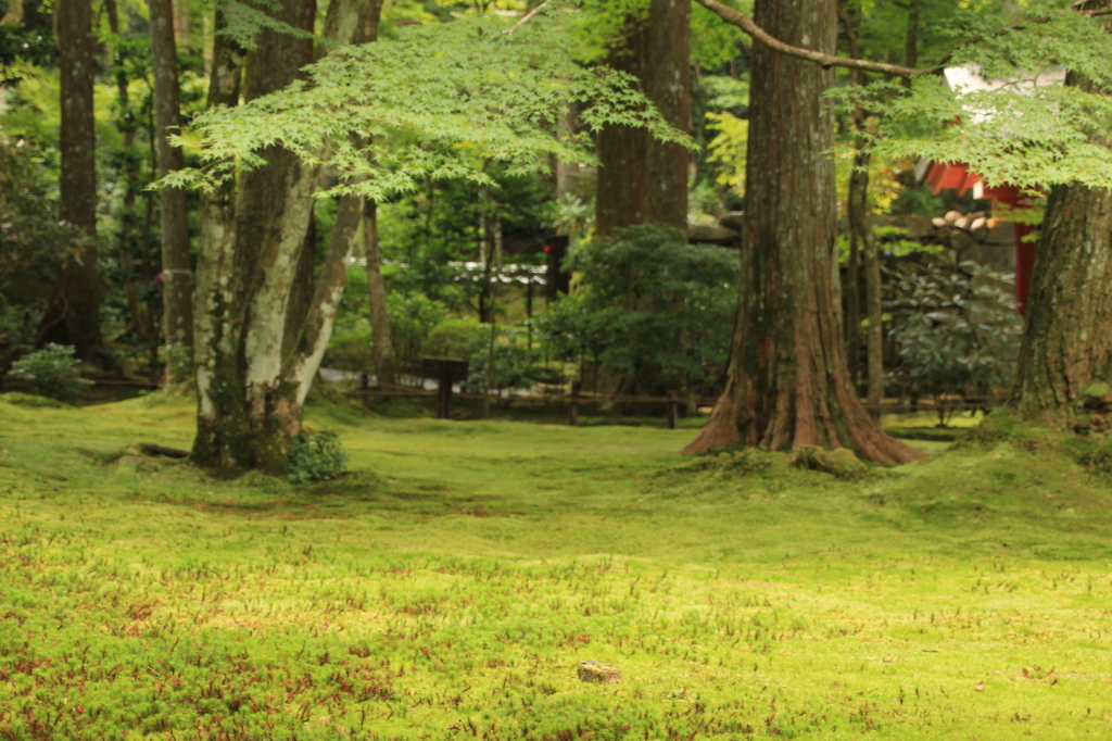 三千院の苔の庭