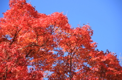 嵐山紅葉２