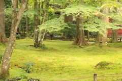 三千院 往生極楽院横の苔庭
