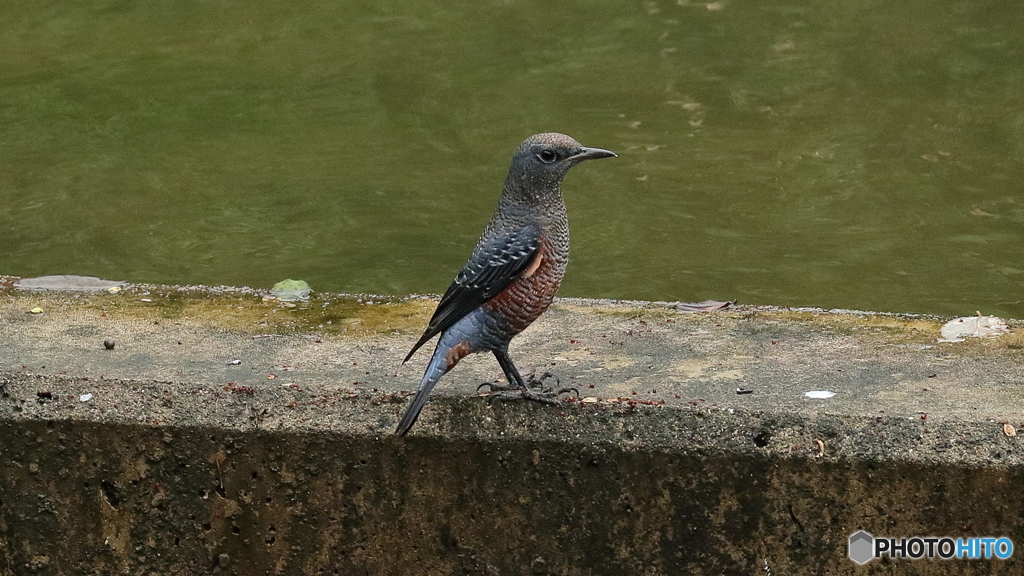 イソヒヨドリが餌を探していました。