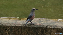 イソヒヨドリが餌を探していました。