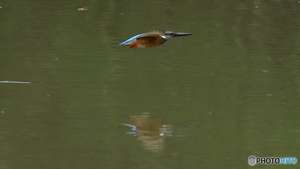 カワセミ子育て中４