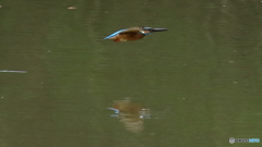 カワセミ子育て中４