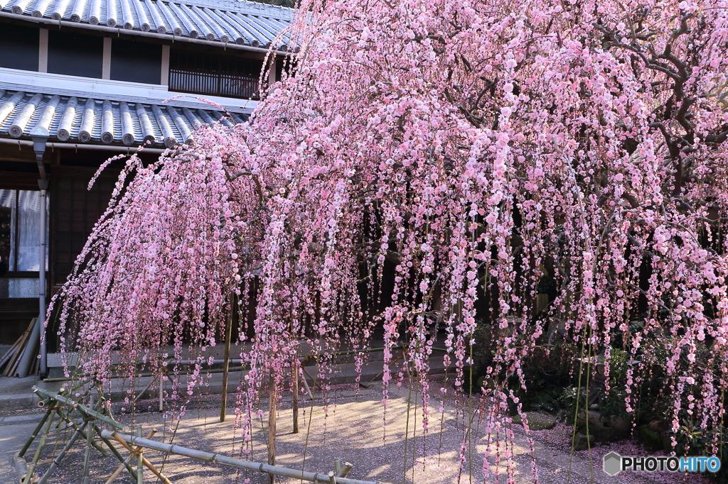 八木のしだれ梅