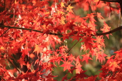 唐招提寺の秋 1