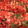 唐招提寺の秋 1