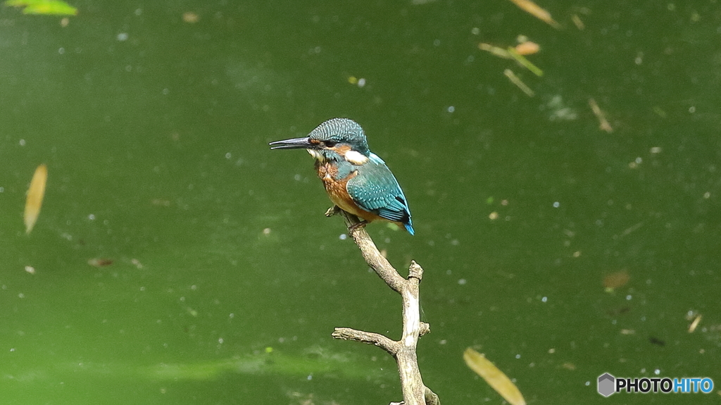 水面を見つめる