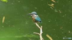 水面を見つめる