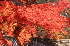 嵐山紅葉４