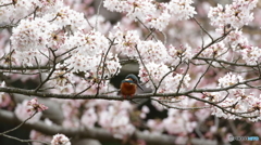 桜カワセミ