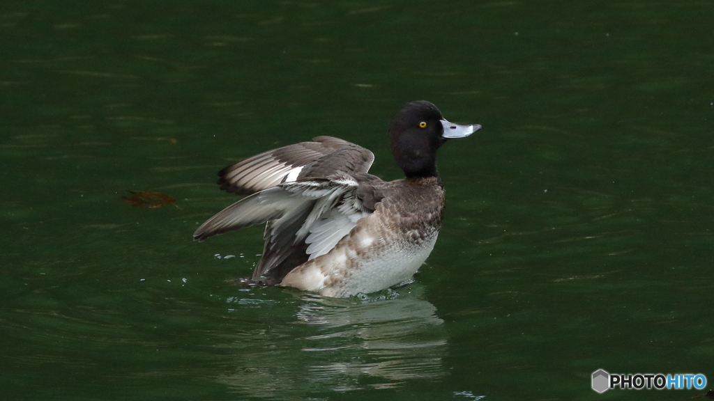 キンクロハジロ