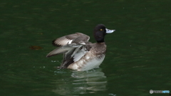 キンクロハジロ