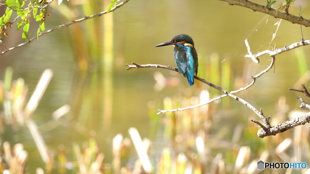 魚は居ないかな１