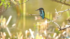 魚は居ないかな１