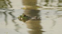 気持ちよさそう