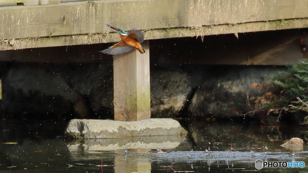 魚を捕って定位置へ