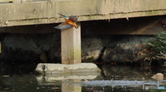 魚を捕って定位置へ