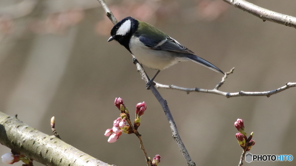 サクラ ＆ シジュウカラ