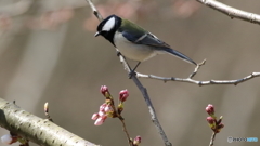 サクラ ＆ シジュウカラ
