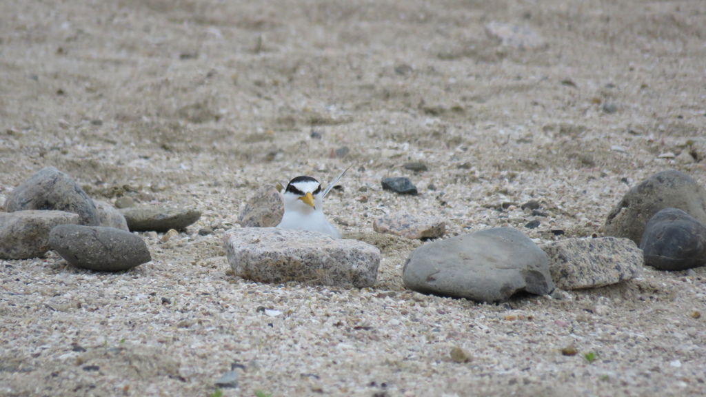 コロニーの外で抱卵する親鳥