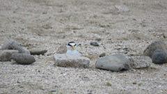 コロニーの外で抱卵する親鳥
