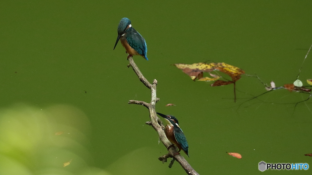 ヒナ鳥の２羽並び