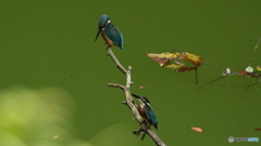ヒナ鳥の２羽並び