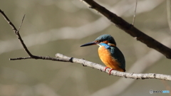 違う公園のカワセミ