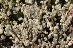 須磨離宮公園　梅４