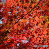 紅葉５