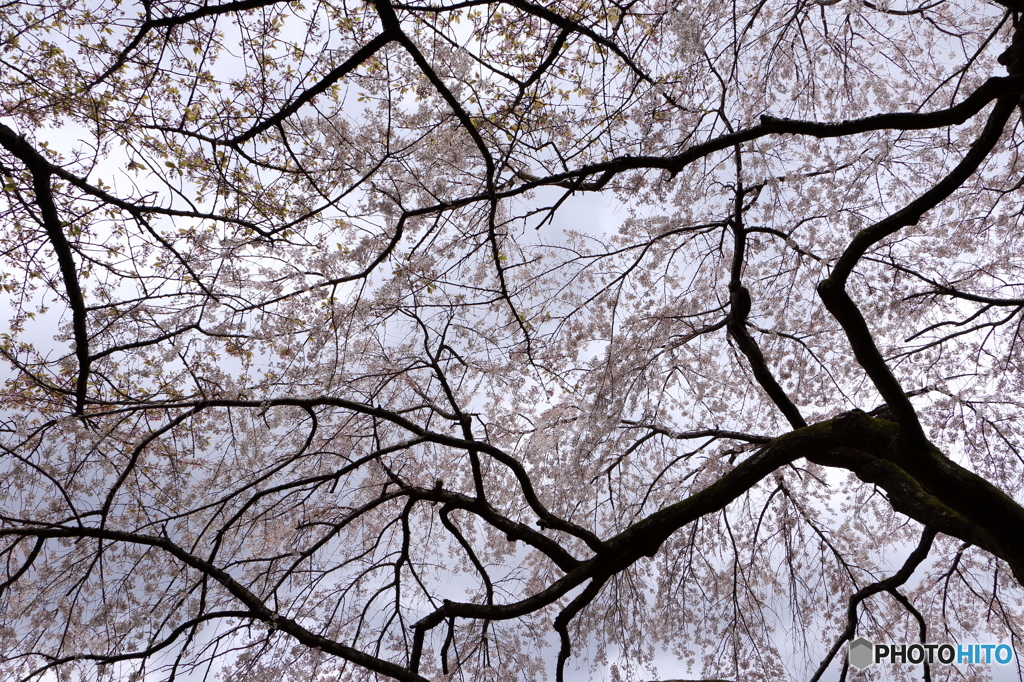 三宝院内の大桜１